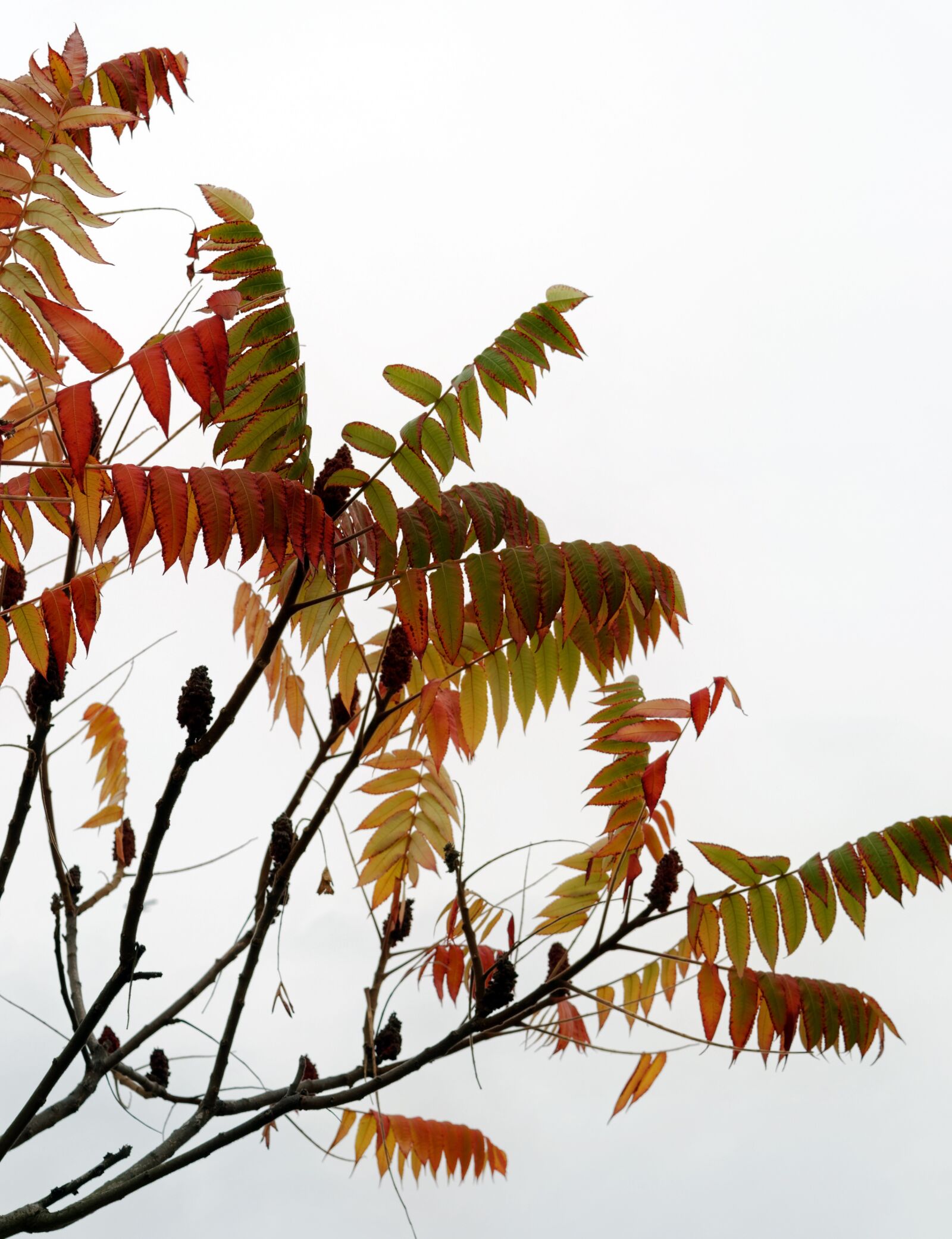 Nikon D3100 sample photo. Branch, twigs, tree photography