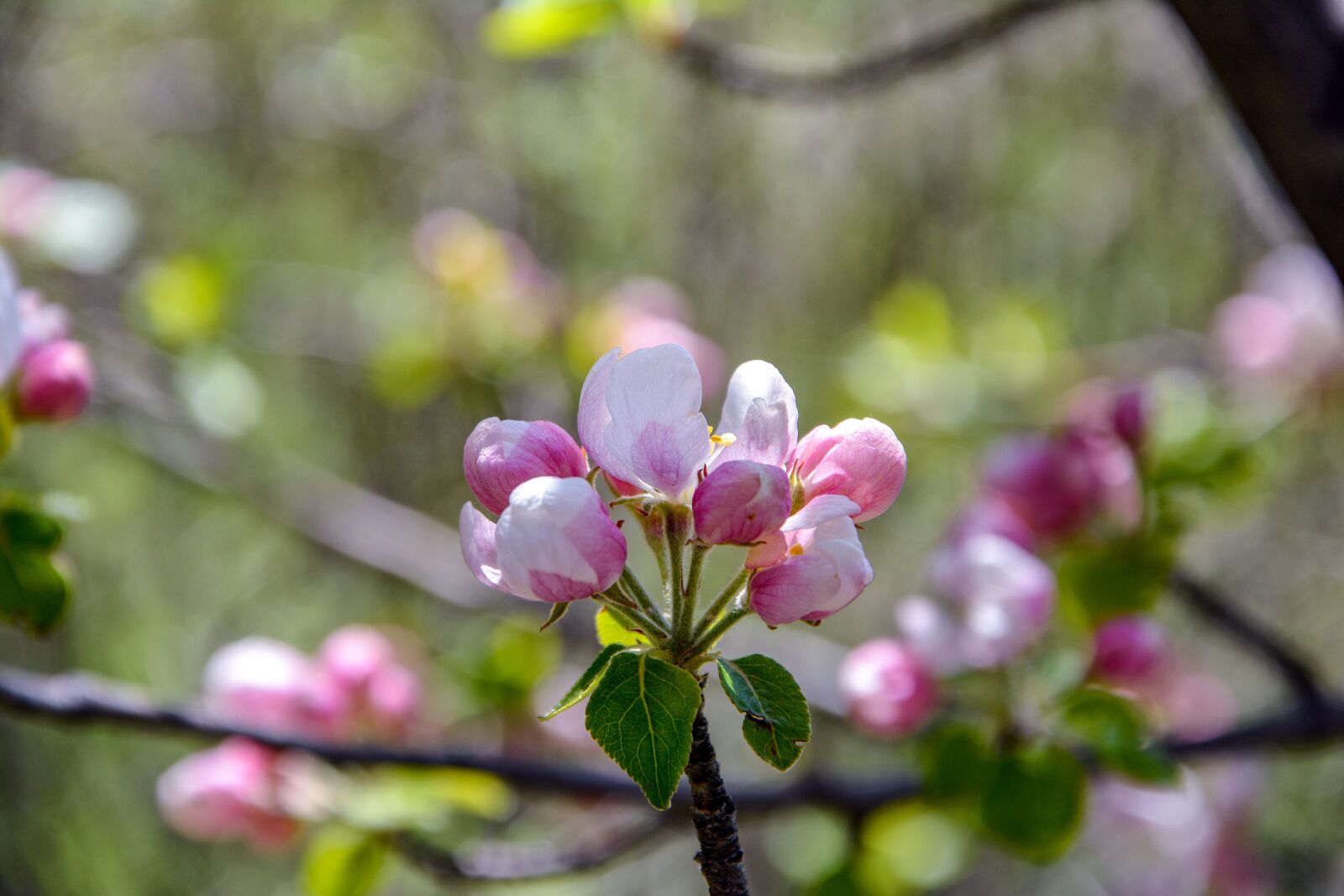 Nikon D7100 sample photo. Apple blossom, sprig, spring photography