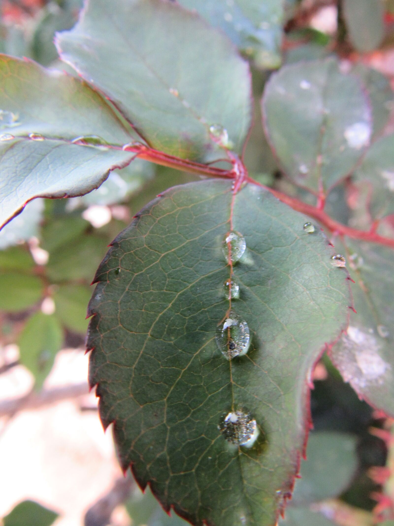 Canon PowerShot SX520 HS sample photo. Rose, petal, water photography