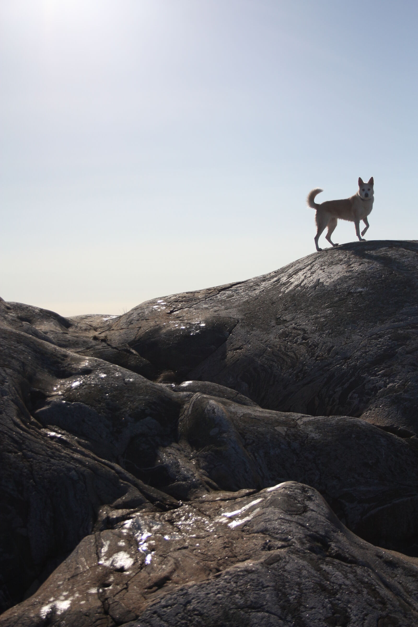 Canon EOS 450D (EOS Rebel XSi / EOS Kiss X2) sample photo. Dog, dogs, rocks, sun photography
