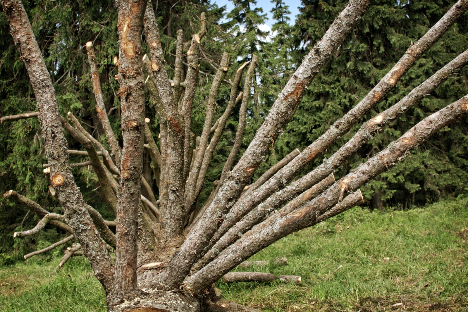 Nikon D7100 sample photo. Branches, aesthetic, old tree photography