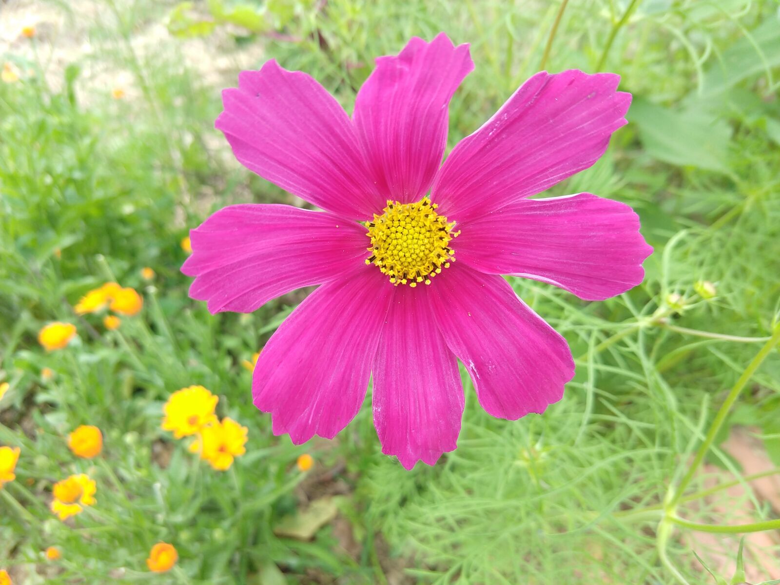 Motorola moto x4 sample photo. Rose, flower, nature photography