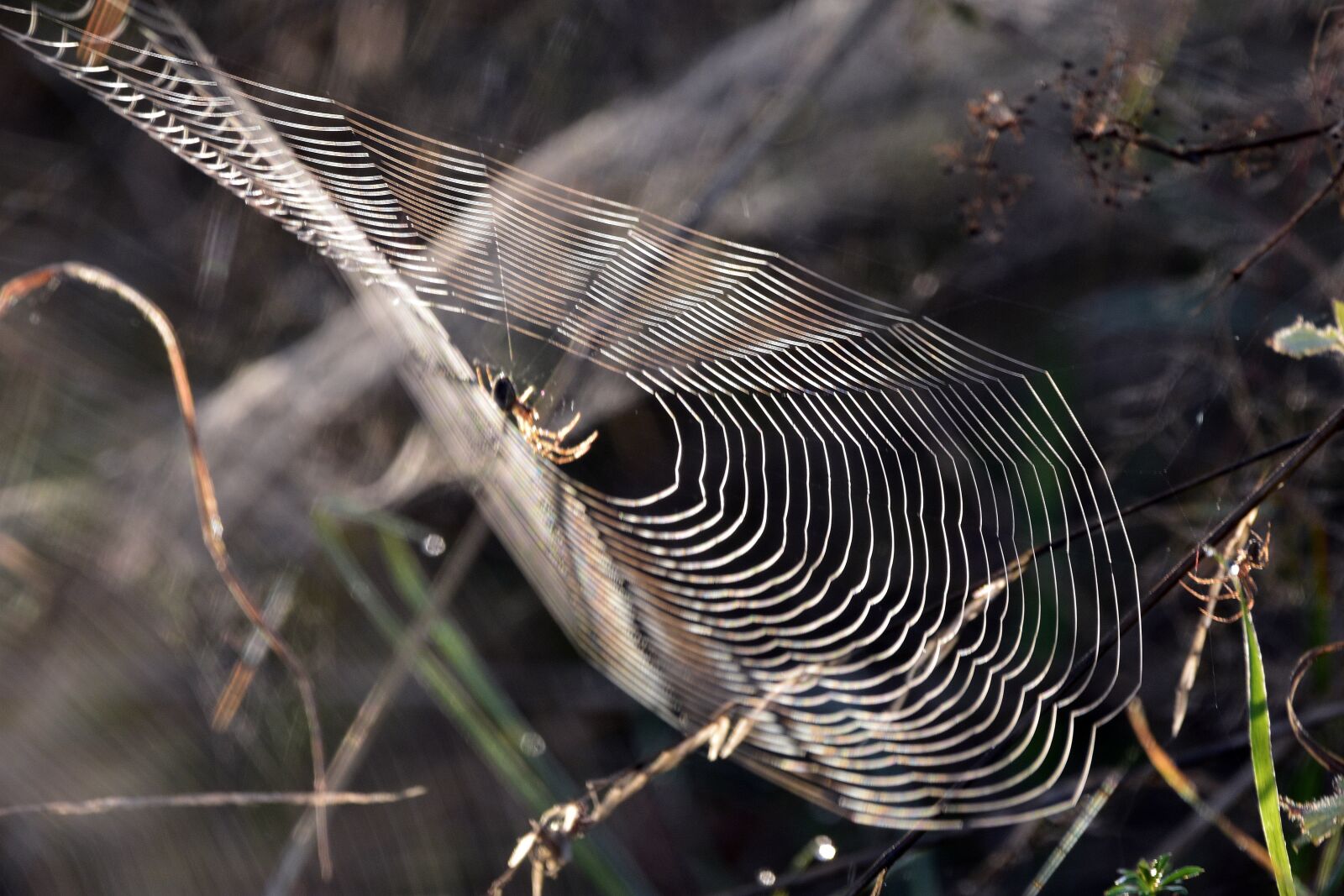 Nikon D3400 sample photo. Cobweb, network, spider photography