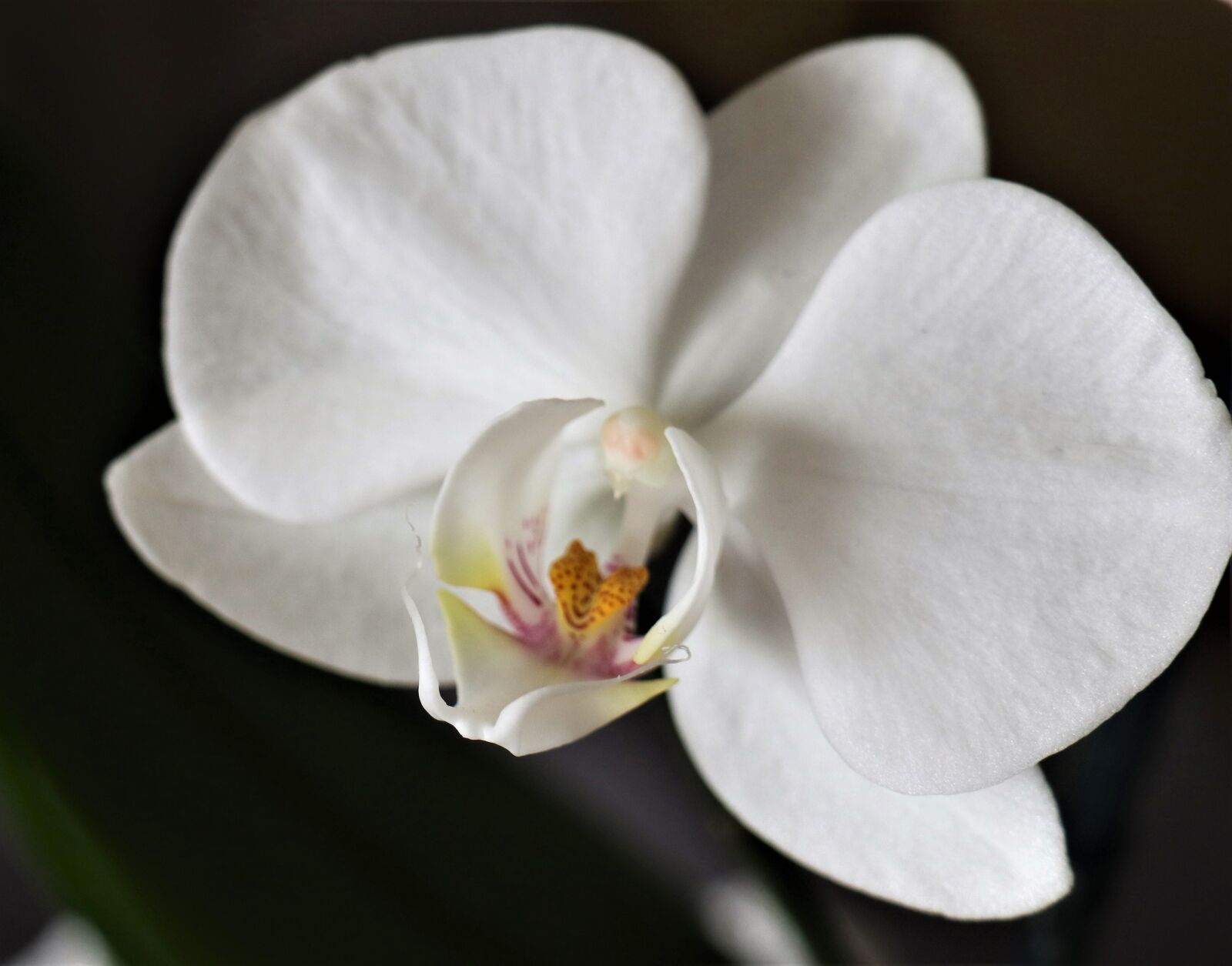 Canon EOS M6 sample photo. Flower, white, orchis photography