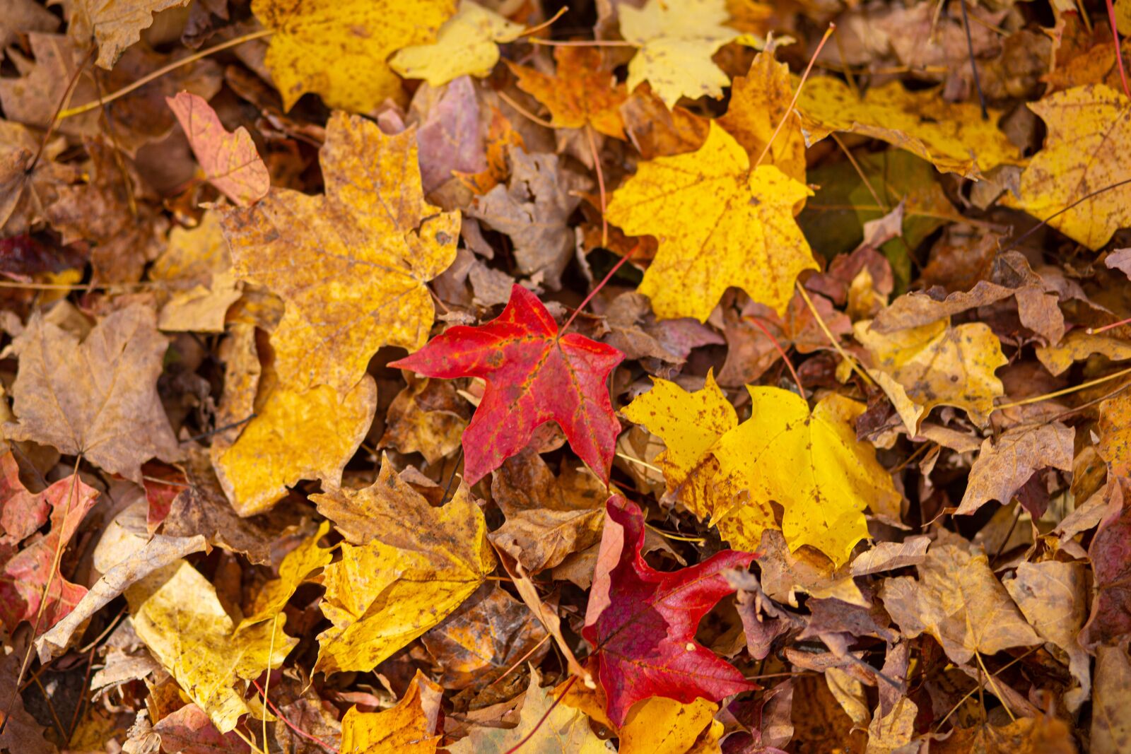 Canon EF 85mm F1.8 USM sample photo. Foliage, leaves, red photography