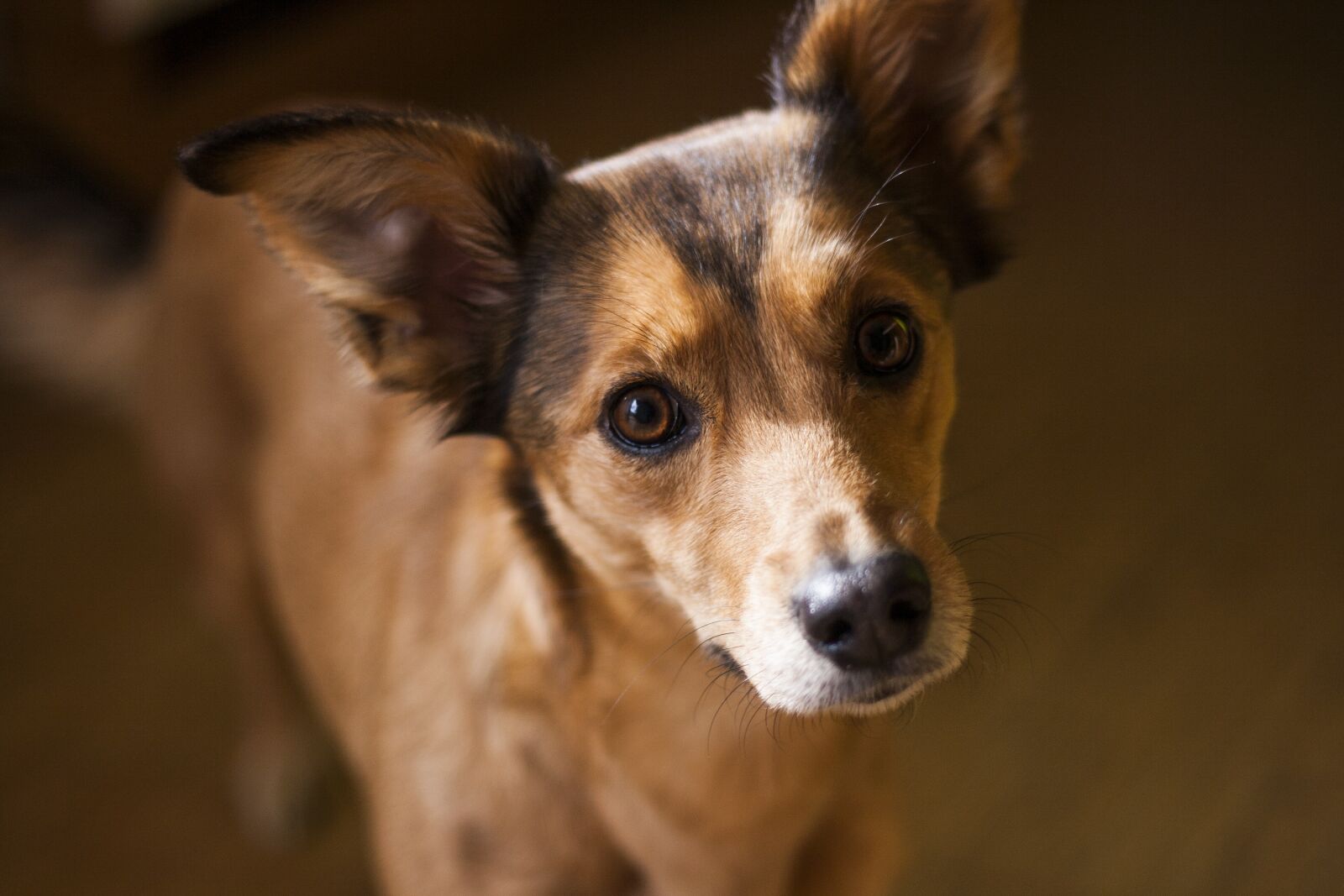 Canon EOS 400D (EOS Digital Rebel XTi / EOS Kiss Digital X) + Canon EF 50mm f/1.8 sample photo. Dog, pet, small dog photography