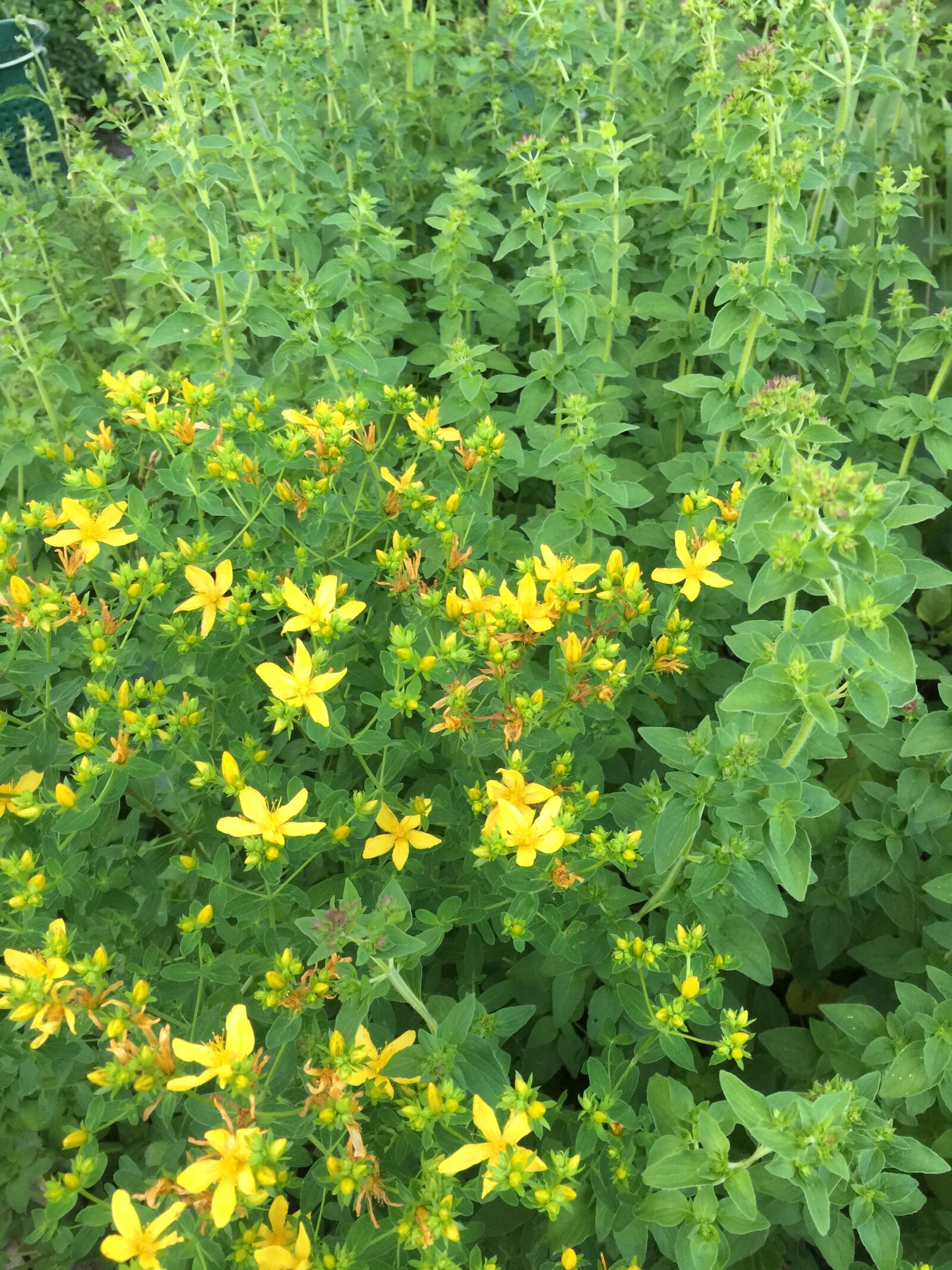 iPhone 6 Plus back camera 4.15mm f/2.2 sample photo. St john's wort, summer photography