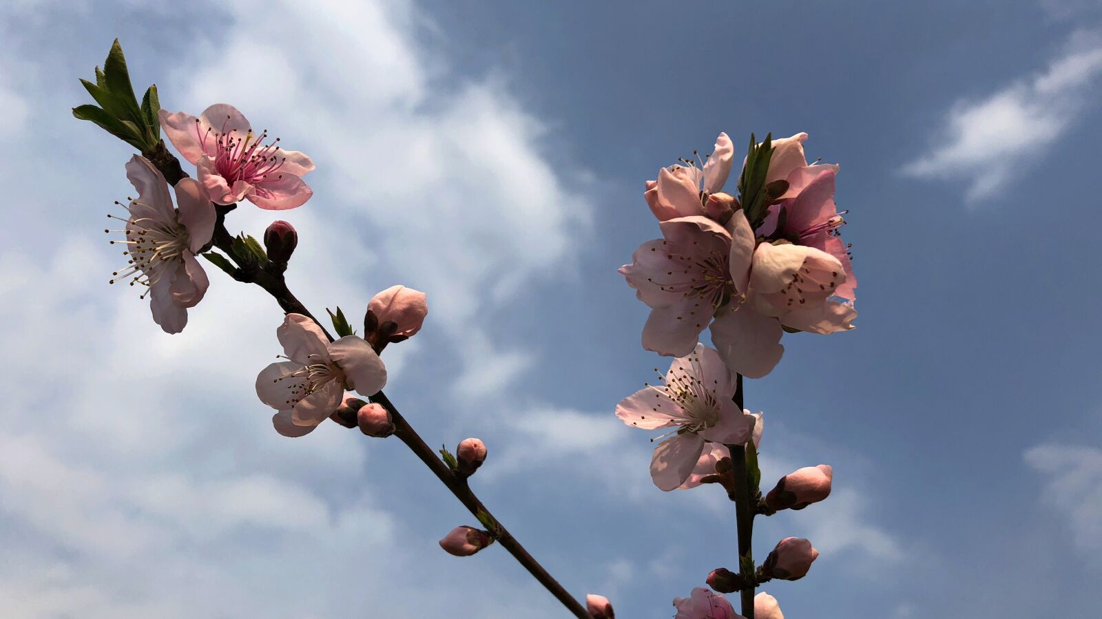 iPhone X back camera 4mm f/1.8 sample photo. Branch, flower, tree photography