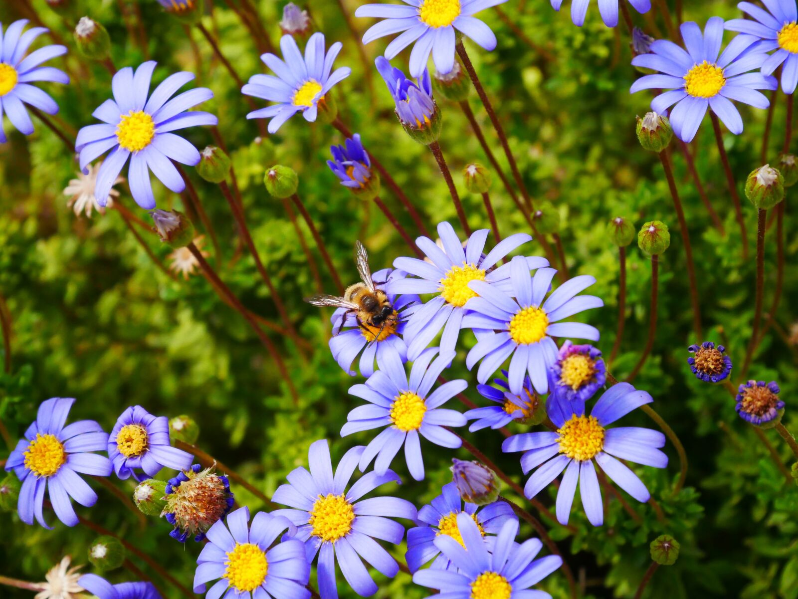 Panasonic Lumix DMC-GX85 (Lumix DMC-GX80 / Lumix DMC-GX7 Mark II) sample photo. Flowers, purple, yellow photography