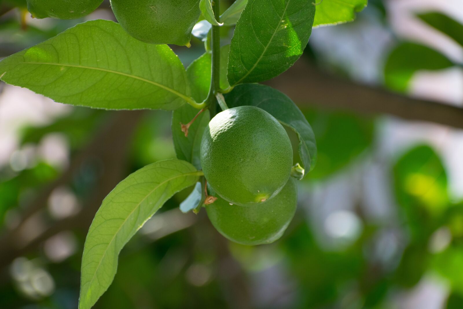 Nikon D3300 sample photo. Citrus food, lemon, fruit photography