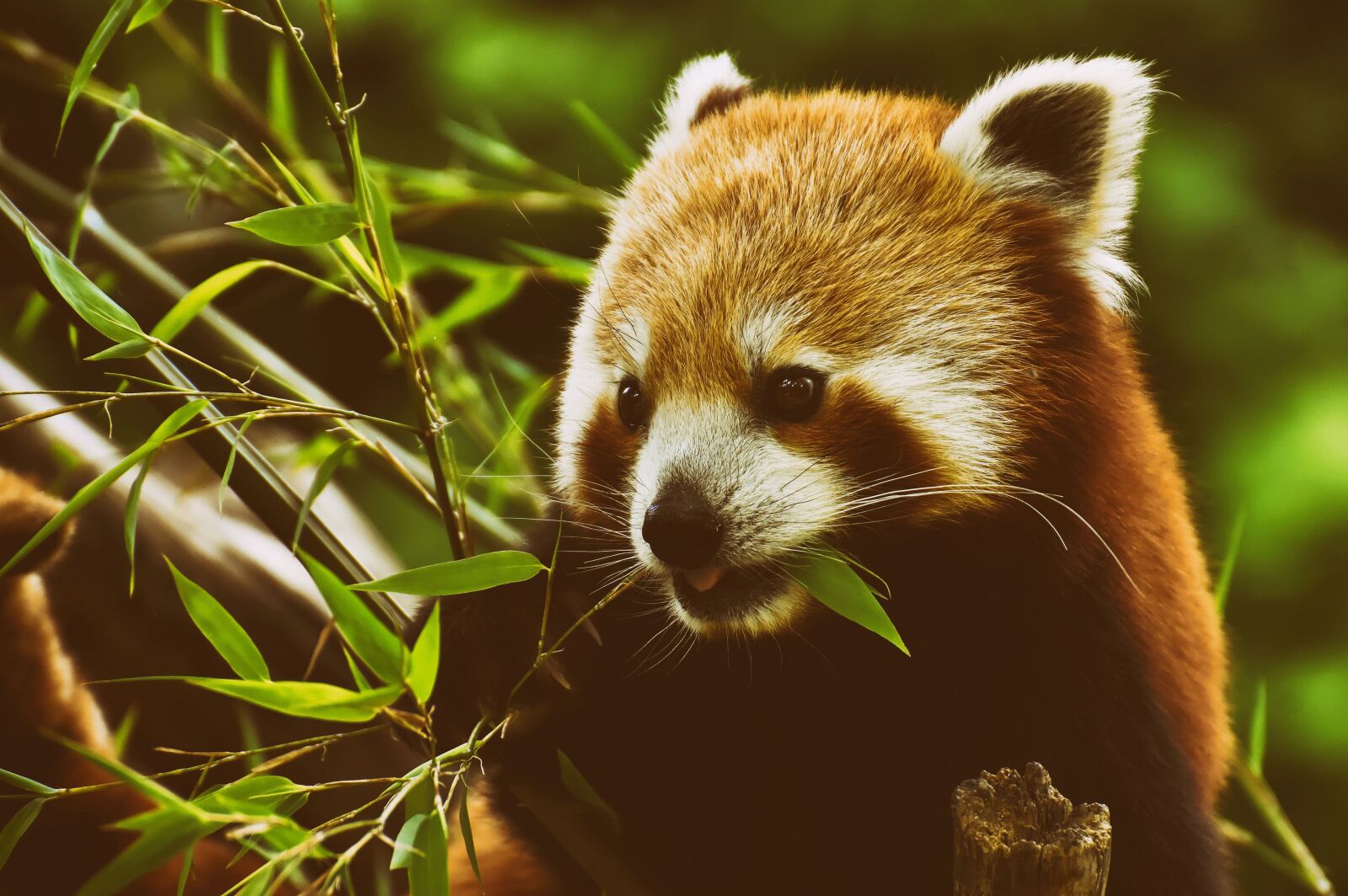 Nikon D7200 sample photo. Panda, red panda, bear photography