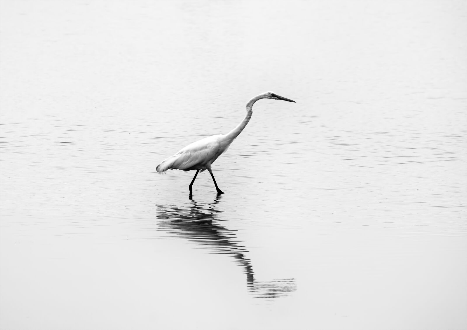 Nikon D7200 sample photo. Bird, bay, water photography