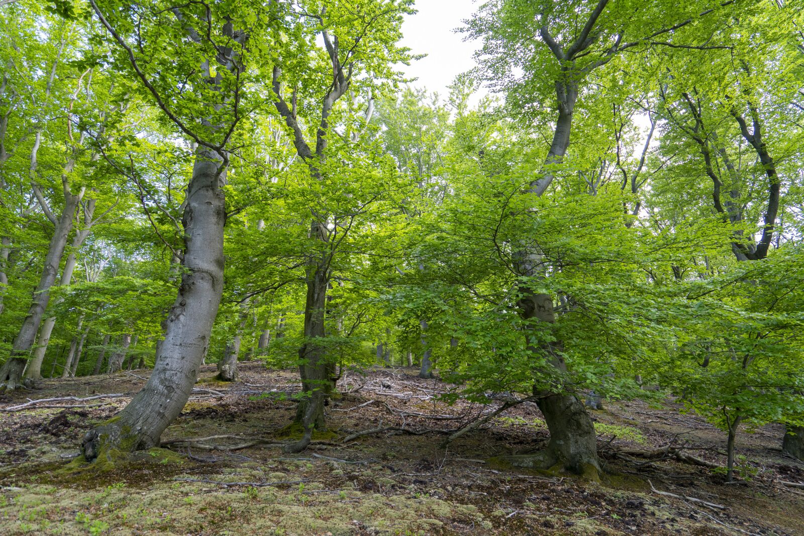 Sony Vario-Tessar T* FE 16-35mm F4 ZA OSS sample photo. Forest, trees, nature photography