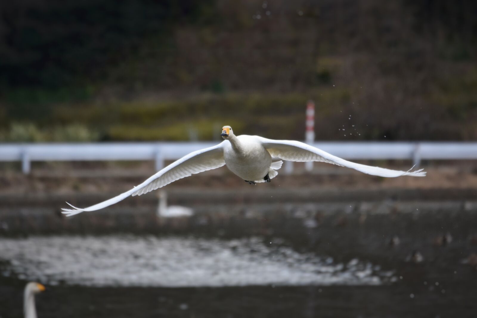 Nikon D7200 sample photo. Animal, lake, waterside photography