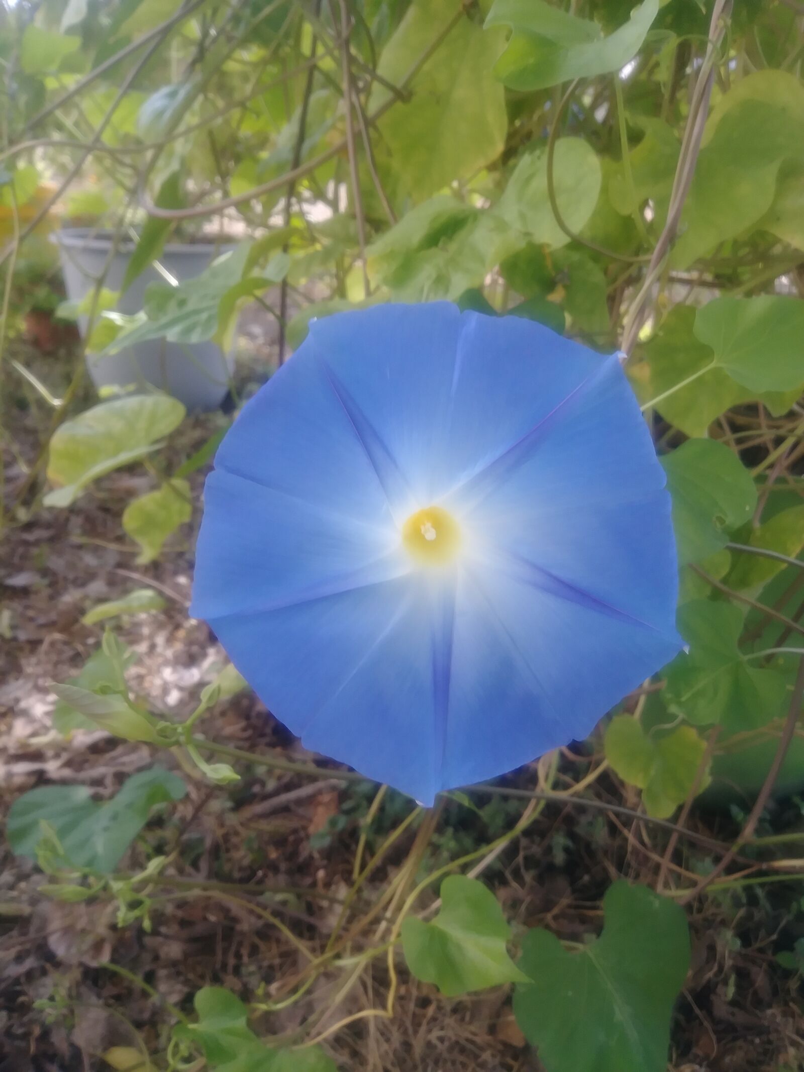 LG STYLO 3 PLUS sample photo. Blue morning glory, flower photography