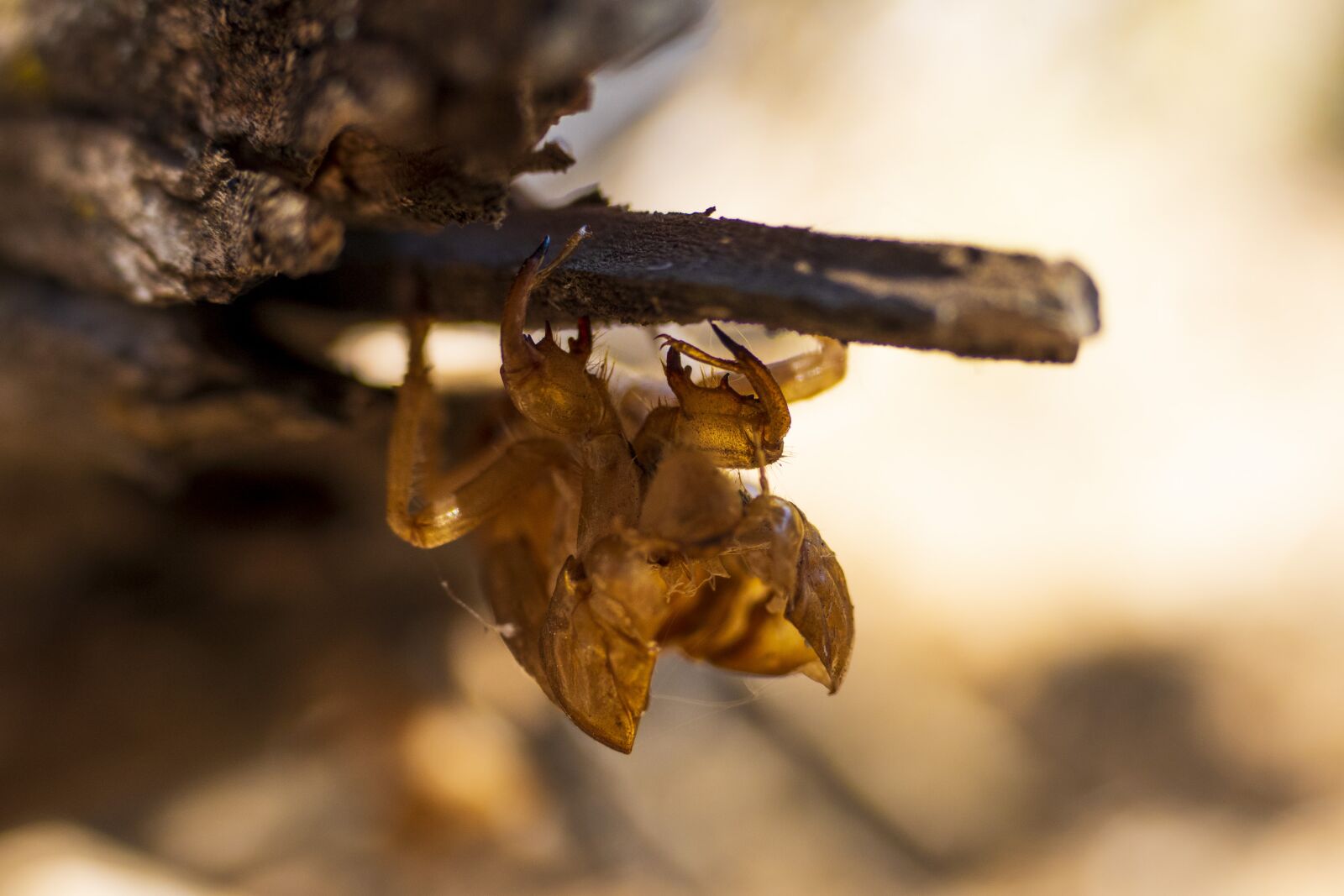 Panasonic Lumix DMC-FZ1000 sample photo. Cicada, insect, shell photography