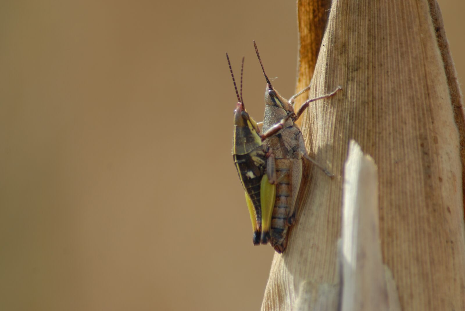 Nikon D200 sample photo. Insects, chapulines, nature photography