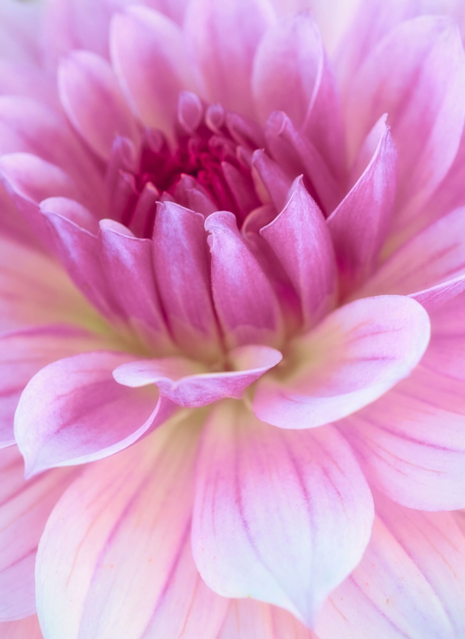 Canon EOS 200D (EOS Rebel SL2 / EOS Kiss X9) sample photo. Dahlia, beauty, bright photography