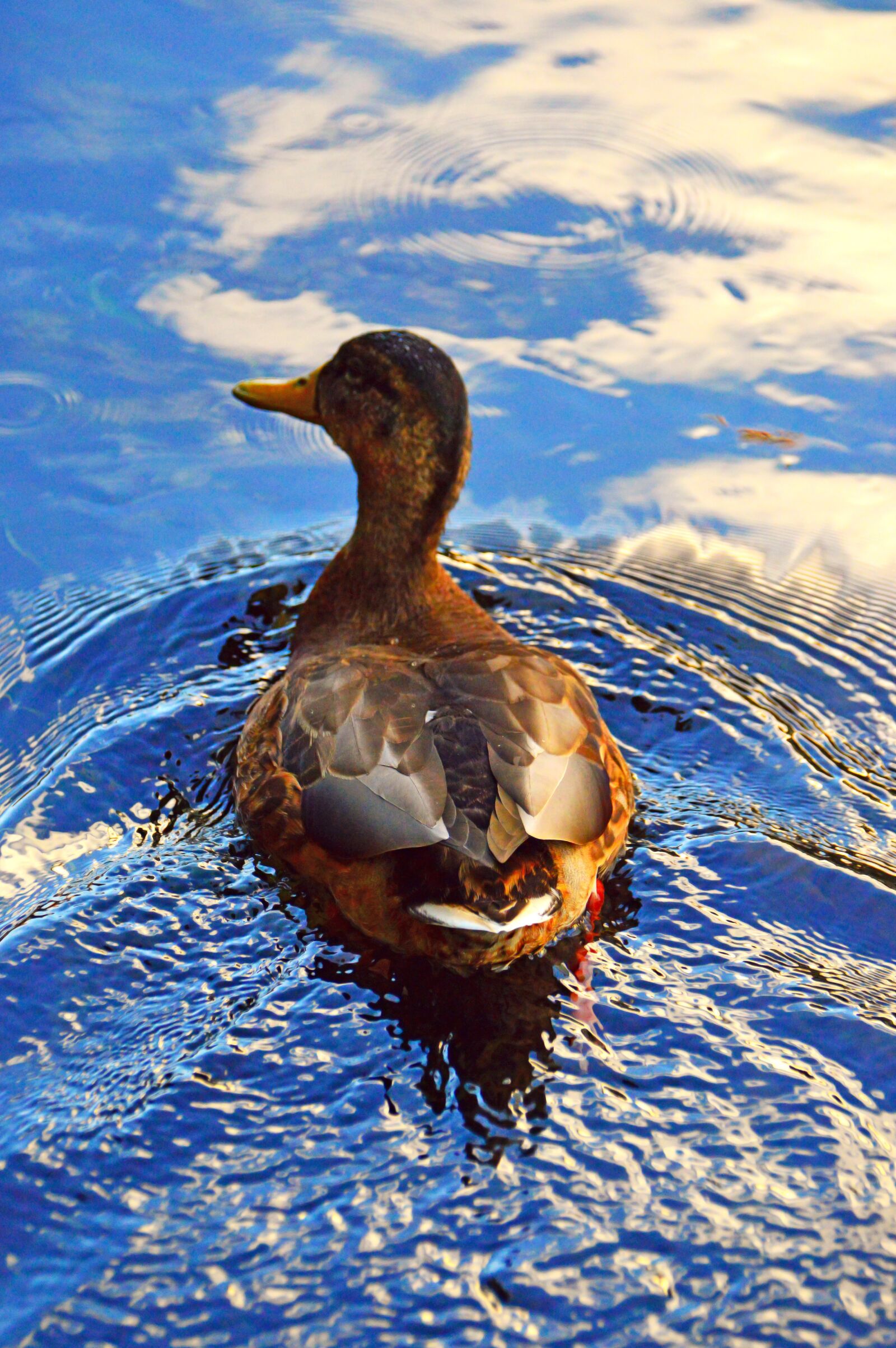 Nikon D3200 sample photo. Duck, wild ducks, beast photography