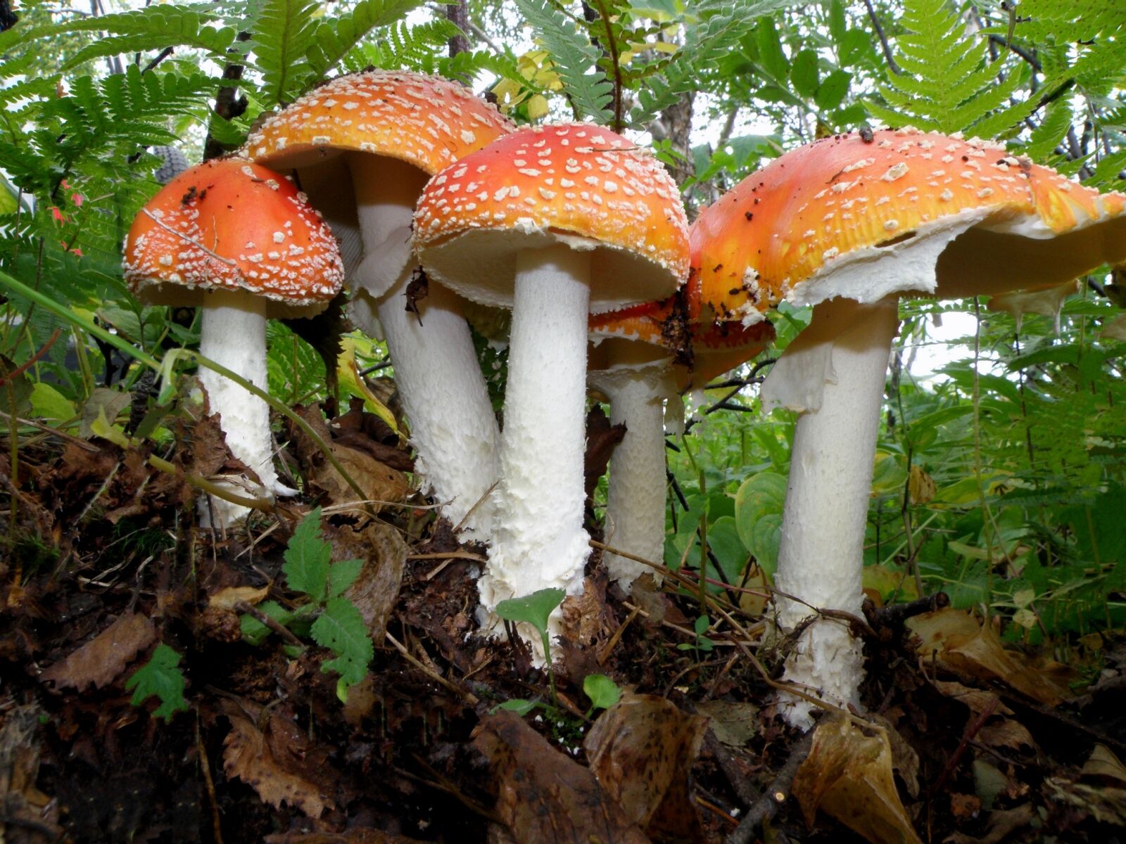 Olympus SP570UZ sample photo. Amanita, mushrooms, family photography