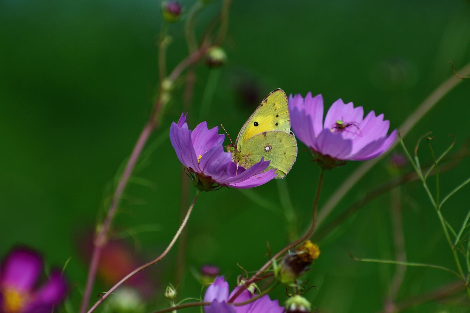 VR 70-300mm f/4.5-6.3G sample photo. Natural, landscape, flowers photography