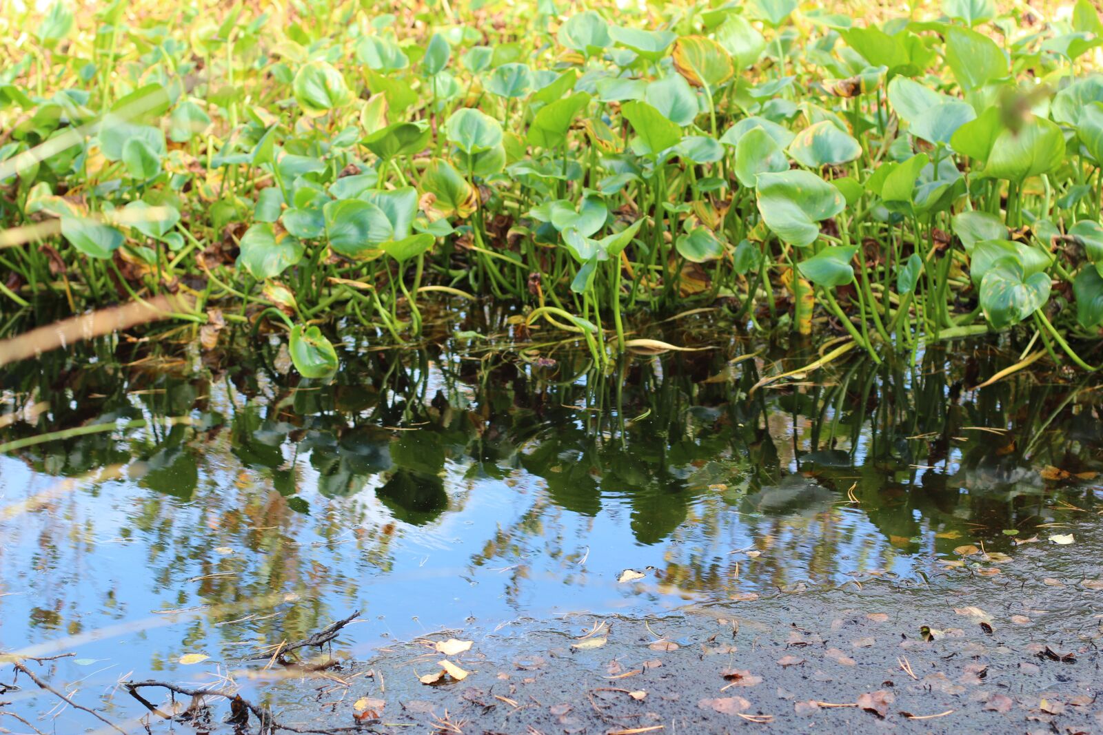 Canon EOS 600D (Rebel EOS T3i / EOS Kiss X5) + Canon EF 50mm F1.4 USM sample photo. Marsh, swamp, moor photography