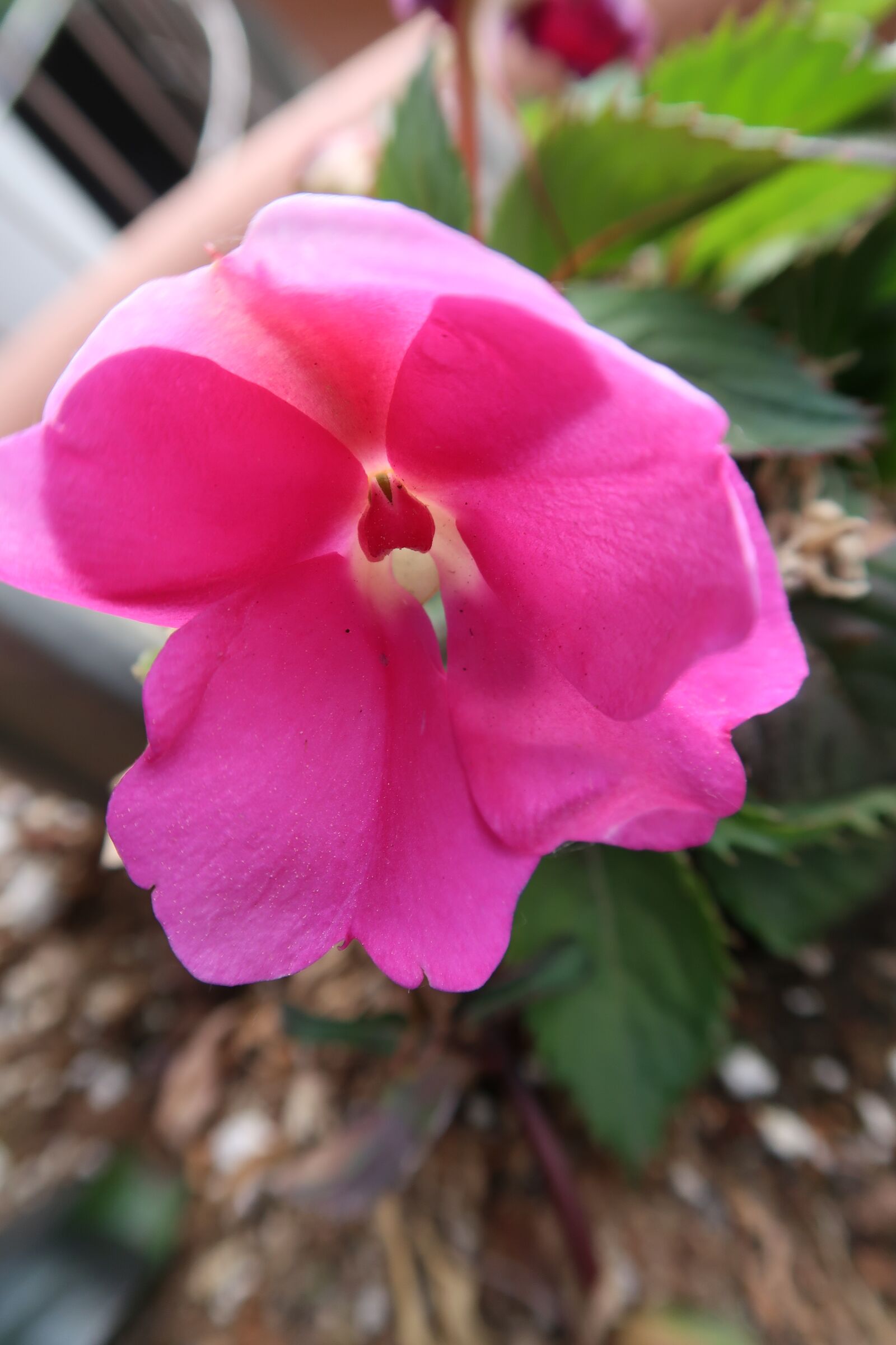 Canon PowerShot G7 X Mark II sample photo. Flower, pink, garden photography