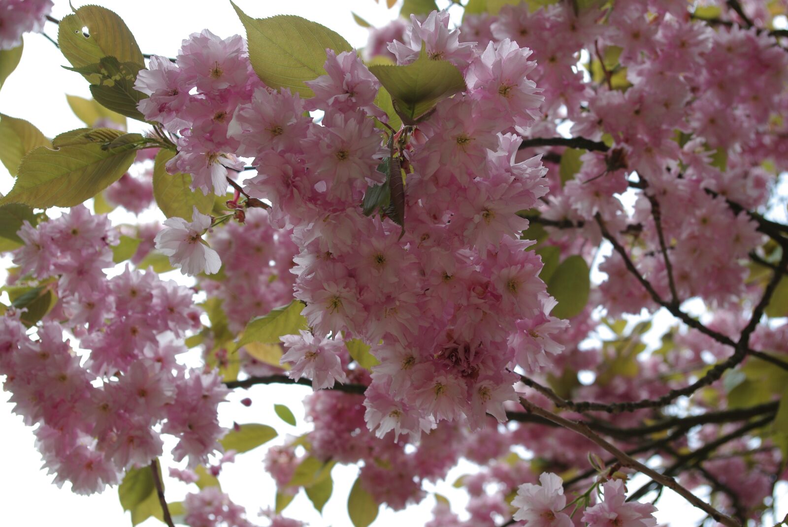 Pentax K200D sample photo. Flower, cherry, branch photography