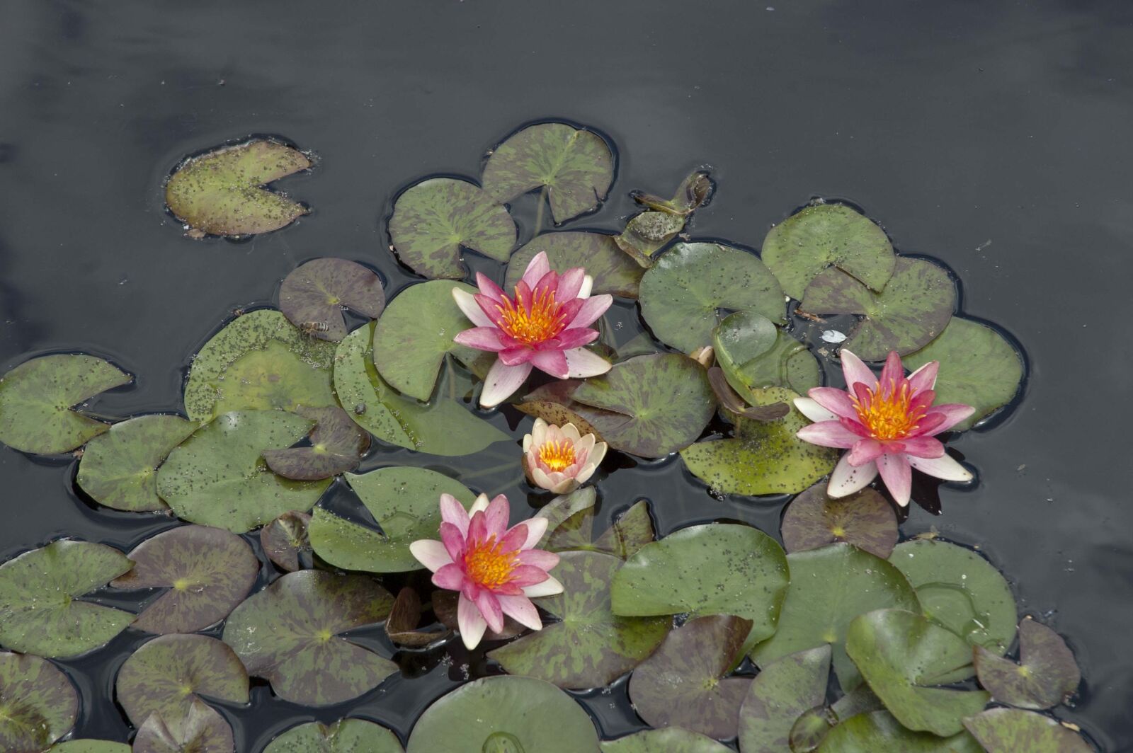 Nikon D70 sample photo. Pink flower, waterlily, lily photography
