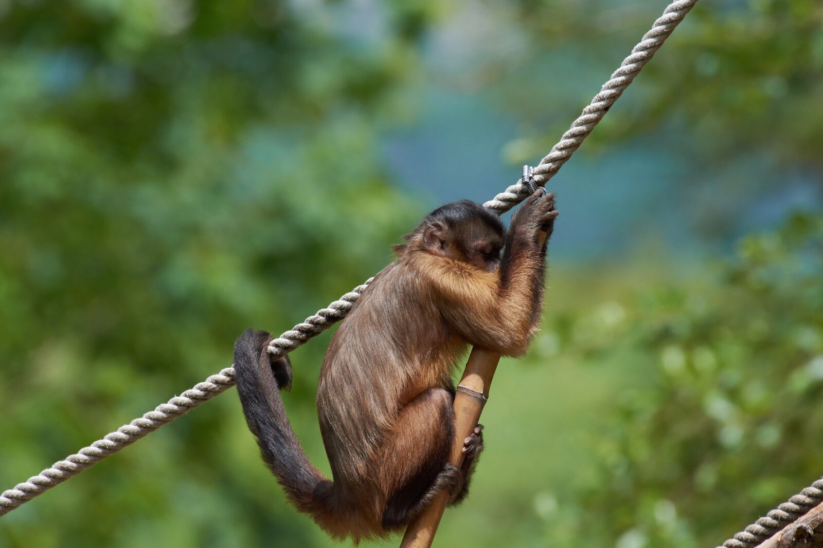 Nikon AF-S Nikkor 200-500mm F5.6E ED VR sample photo. Capuchin, monkey, rope photography