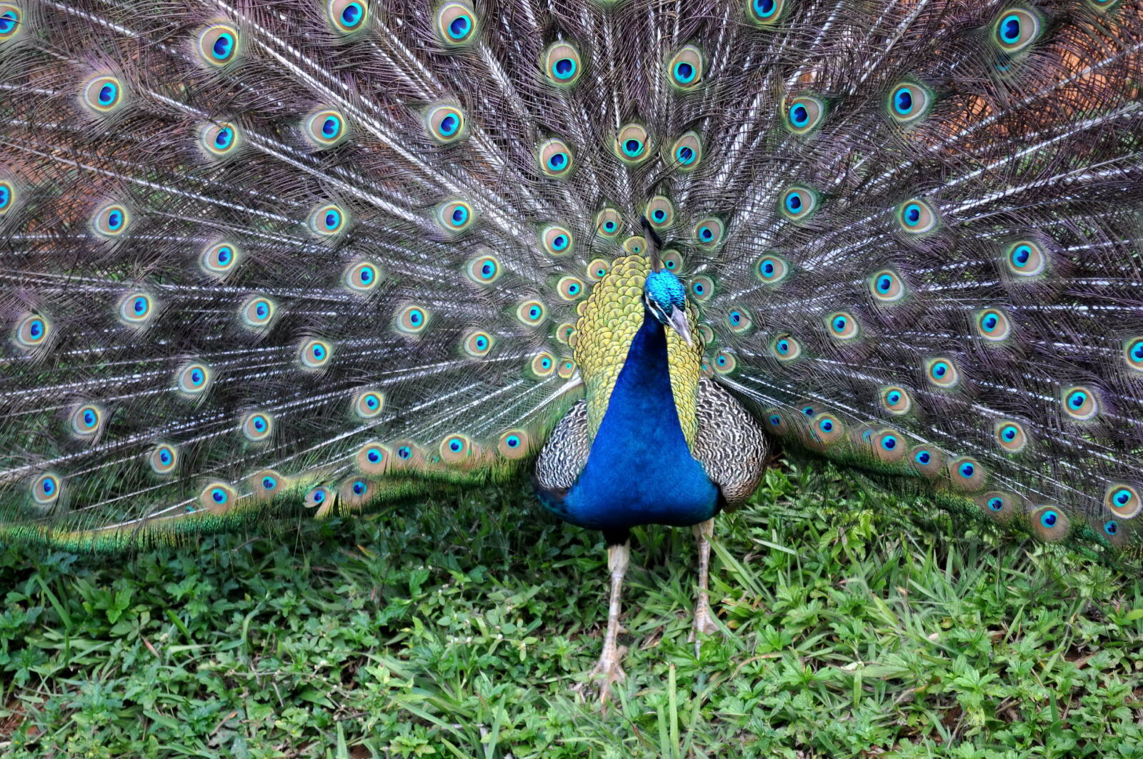 Nikon D5000 sample photo. Peacock, spread, tail photography