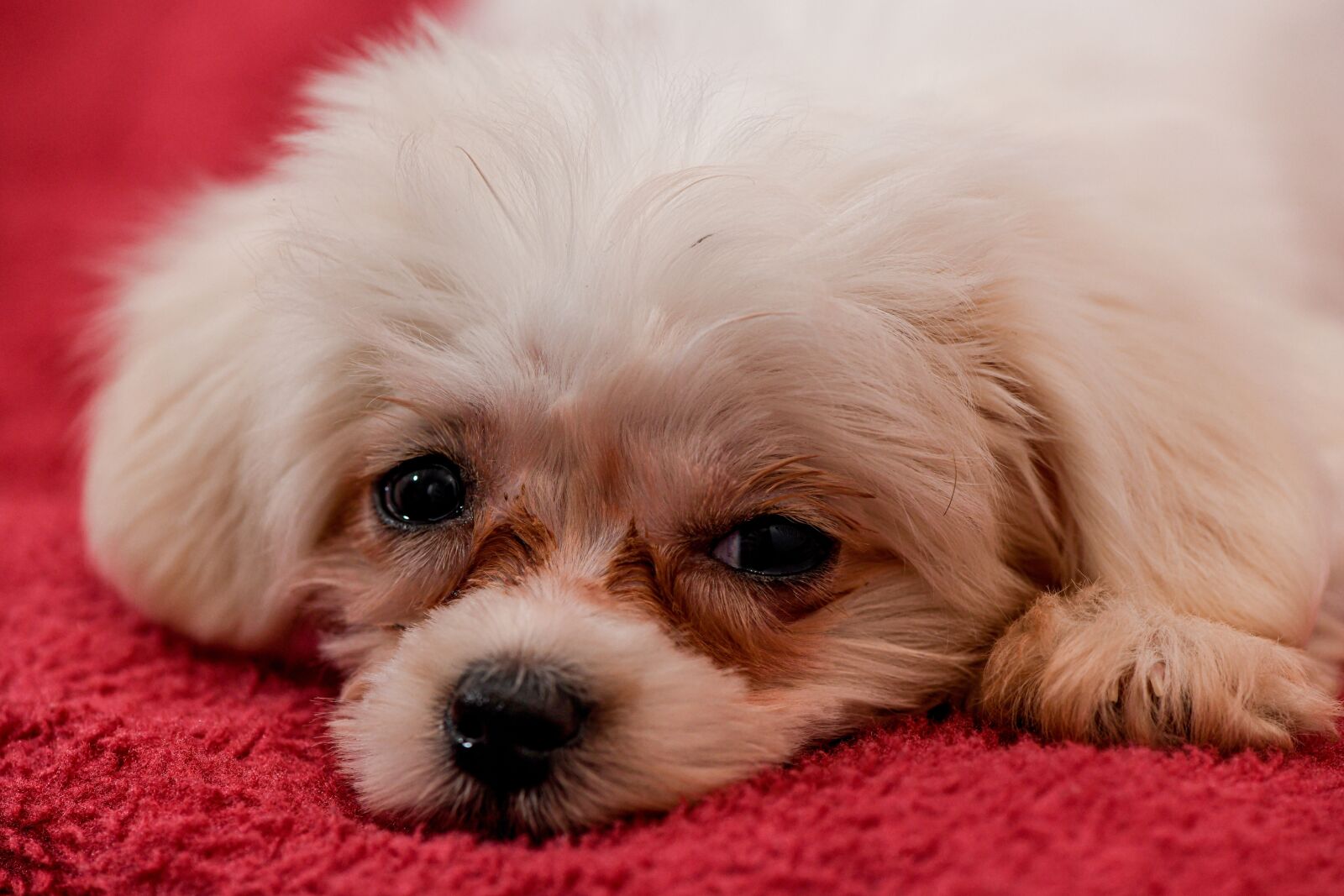 Nikon D850 sample photo. Dog, pet, puppy photography