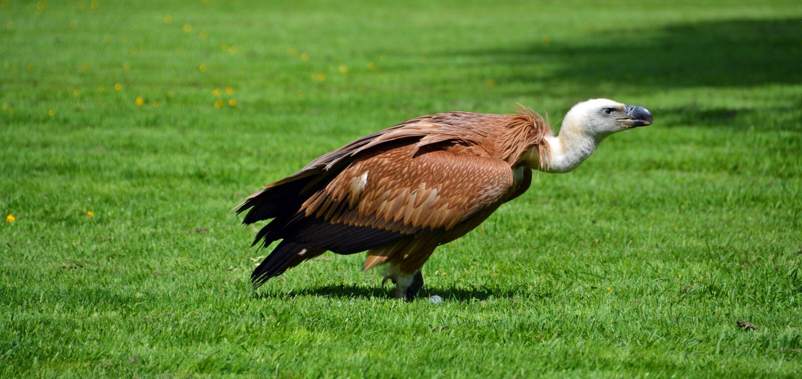Nikon D5200 sample photo. Vulture, bird, scavengers photography