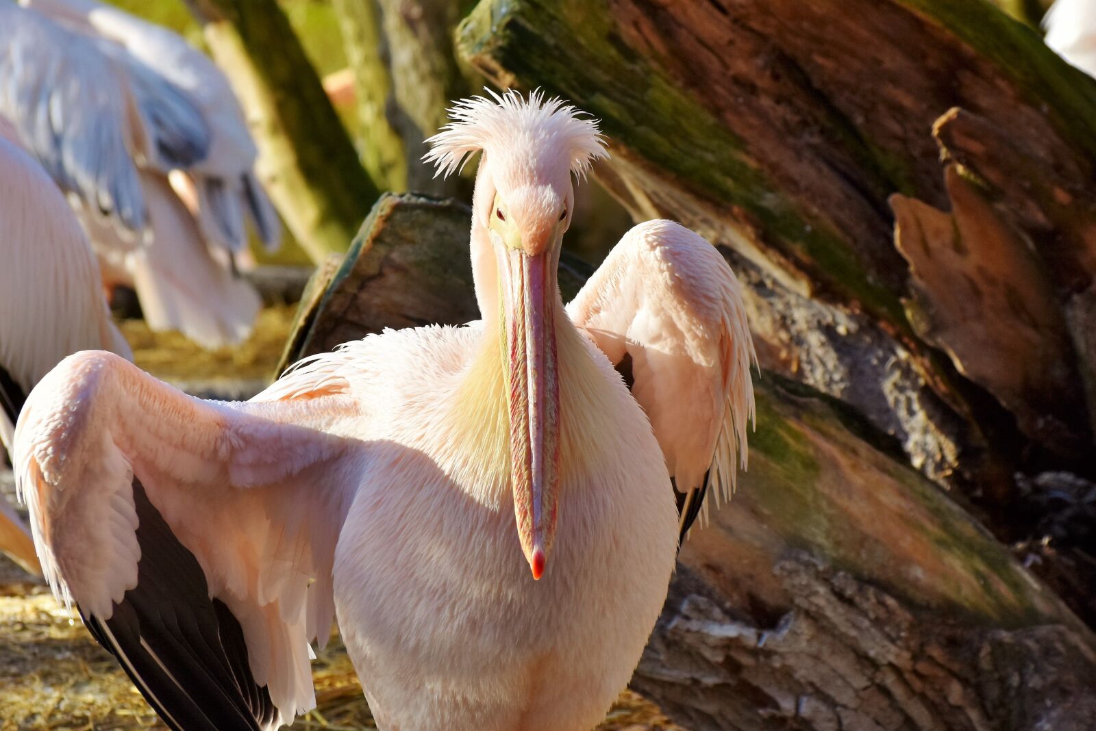 Nikon D7200 sample photo. Pelikan, water bird, pink photography