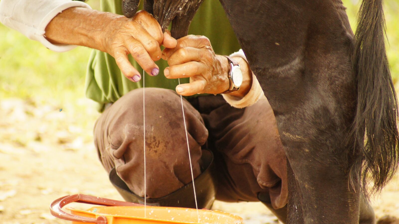 Sony SLT-A55 (SLT-A55V) sample photo. Milking, hands, peasant photography
