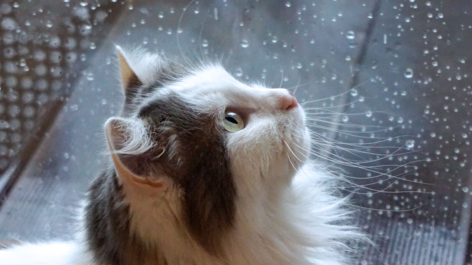Sony a5100 sample photo. Cat, djakuma, rain photography