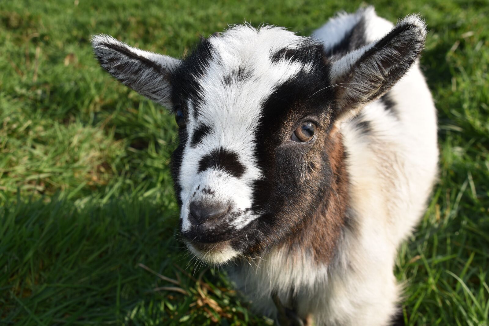Nikon D5600 sample photo. Goat, baby goat, kid photography
