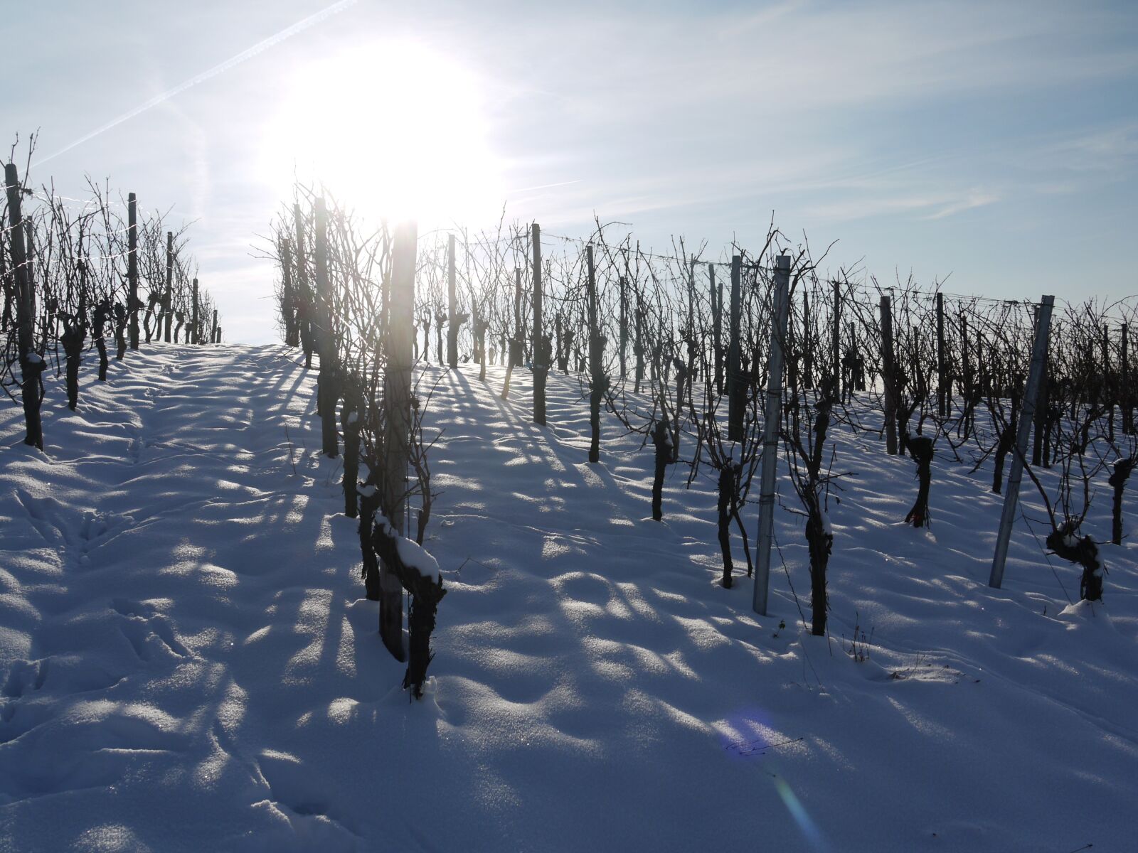 Panasonic Lumix DMC-G1 sample photo. Vineyard, winter, snow photography