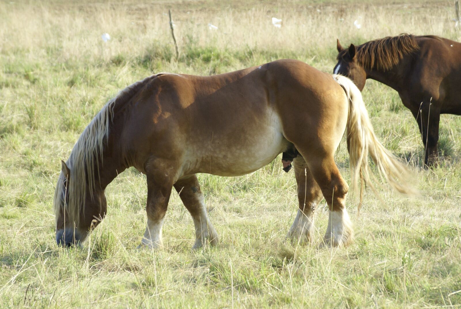 Sony Alpha DSLR-A100 sample photo. Horses, field, grass photography