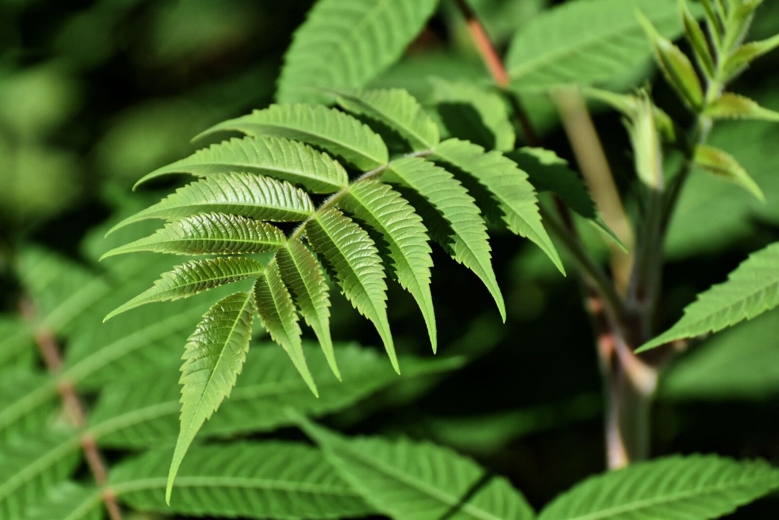 Nikon D7200 sample photo. Plant, green, garden photography