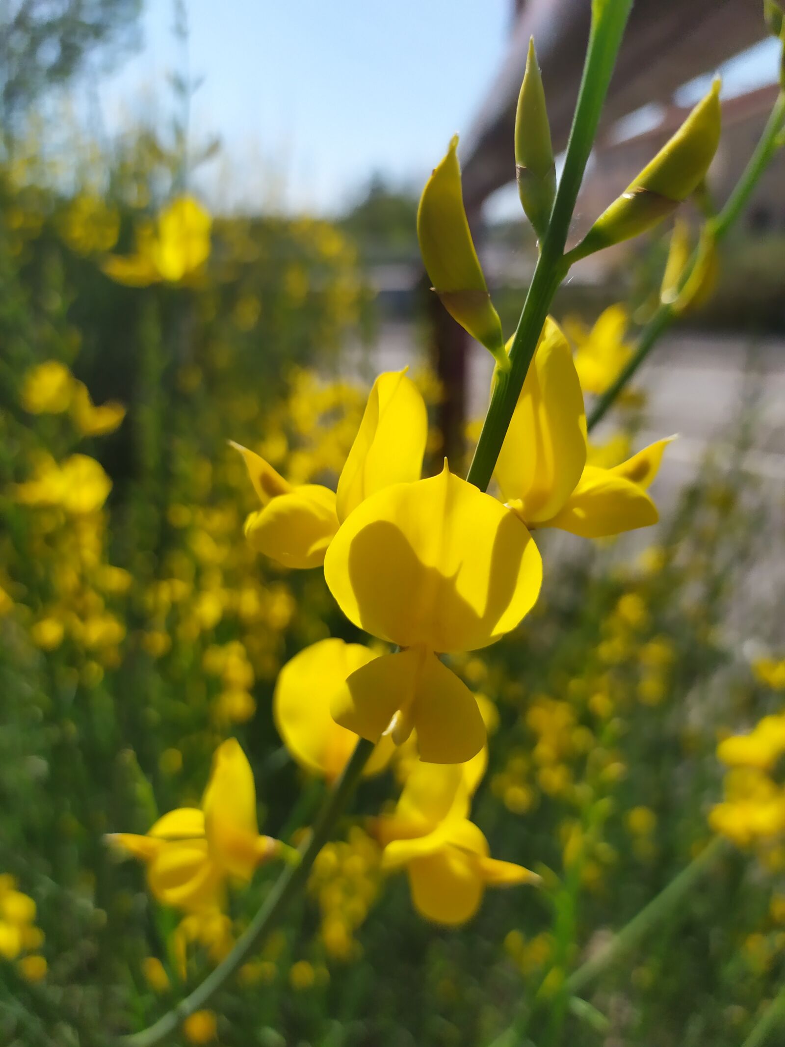 Xiaomi Redmi Note 7 sample photo. Yellow flower, nature, wild photography
