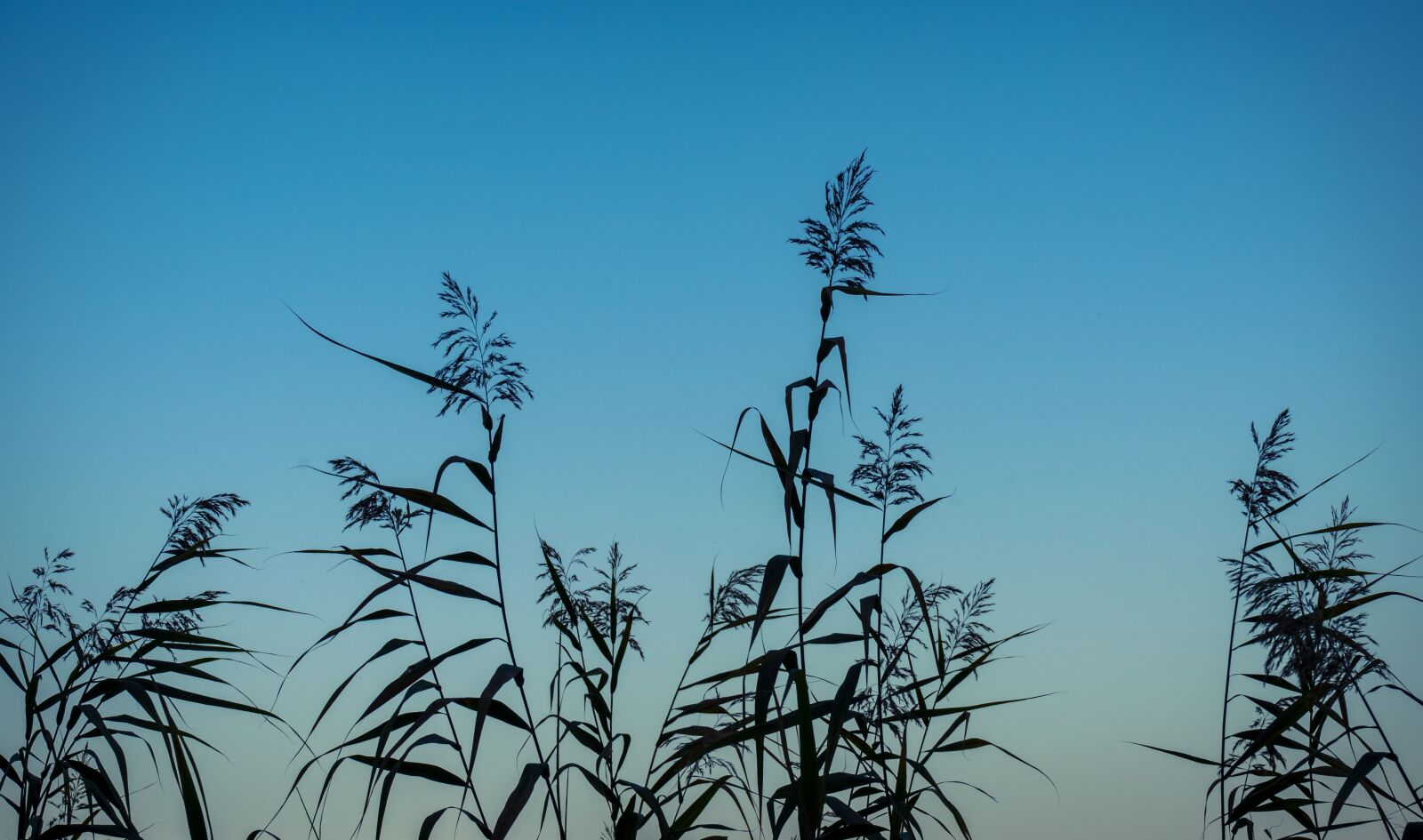 Sony a7 II + Sony FE 28-70mm F3.5-5.6 OSS sample photo. Reed, sky, nature photography