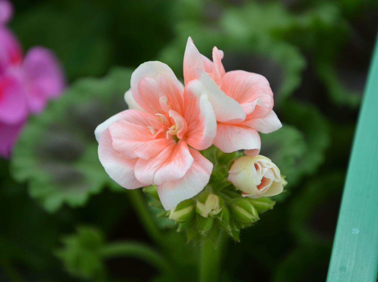 Nikon D5200 sample photo. Flower of geranium, color photography