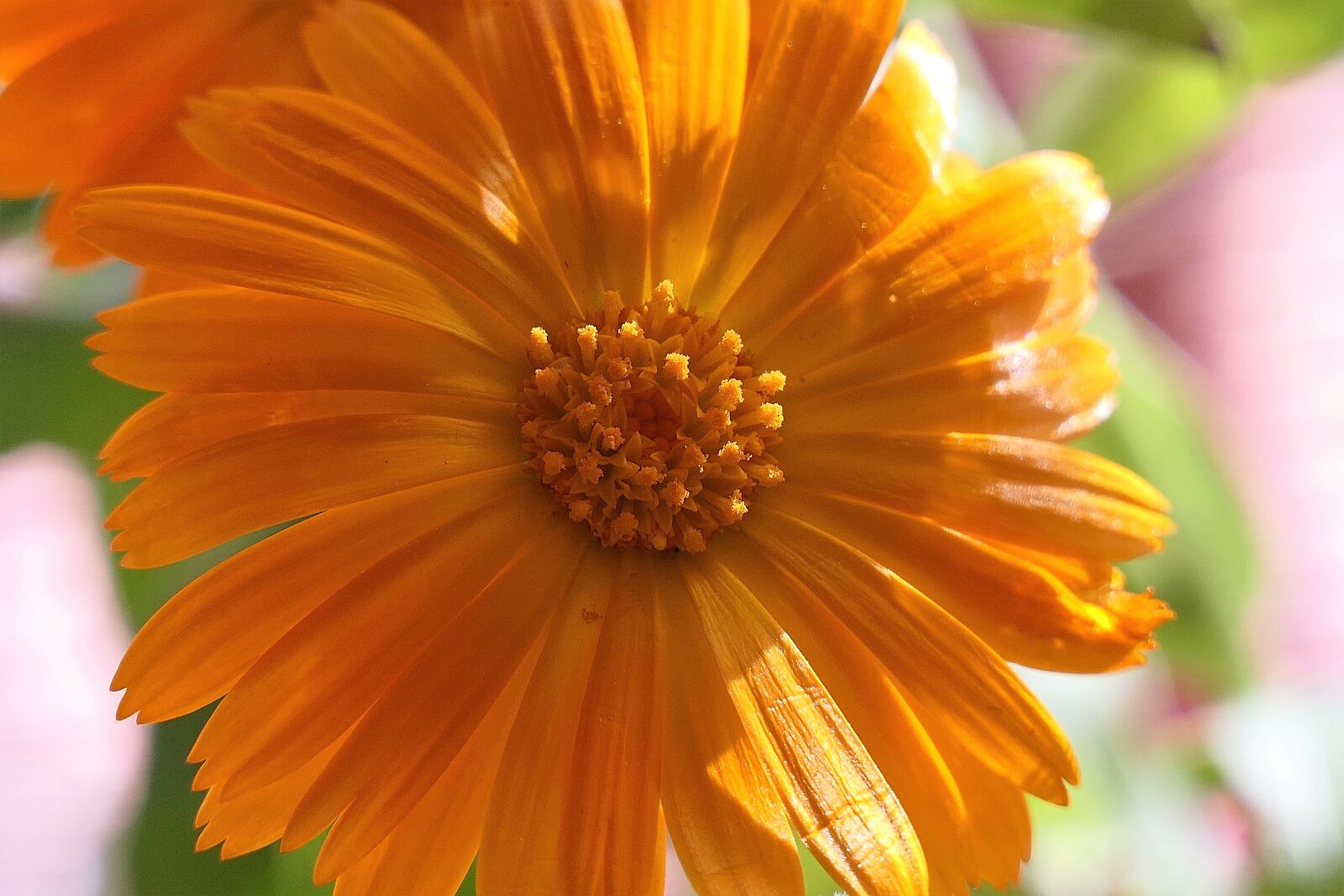 Panasonic Lumix DMC-FZ2500 (Lumix DMC-FZ2000) sample photo. A, pretty, flower photography