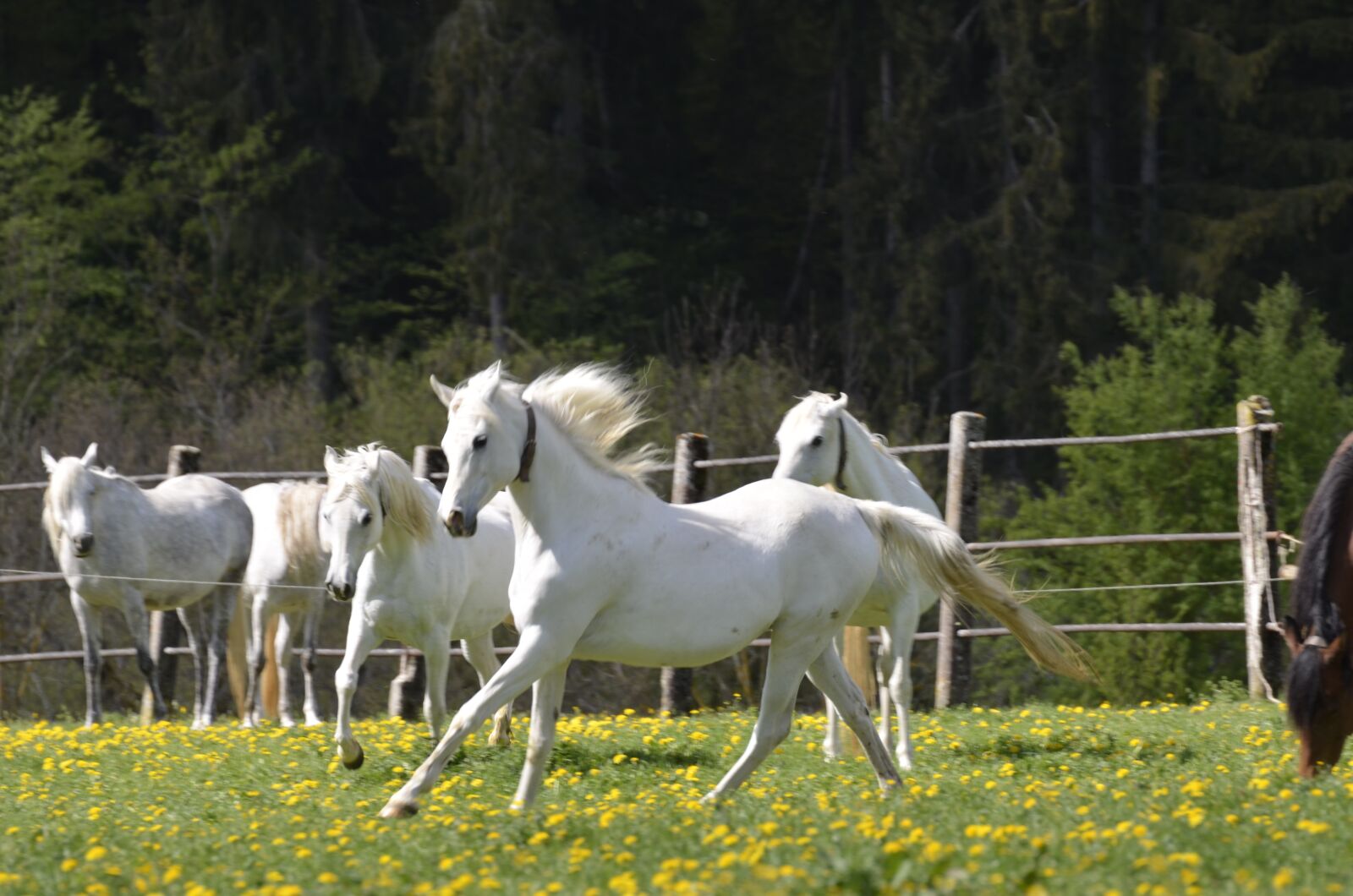 Nikon D5100 sample photo. Mare, main and state photography