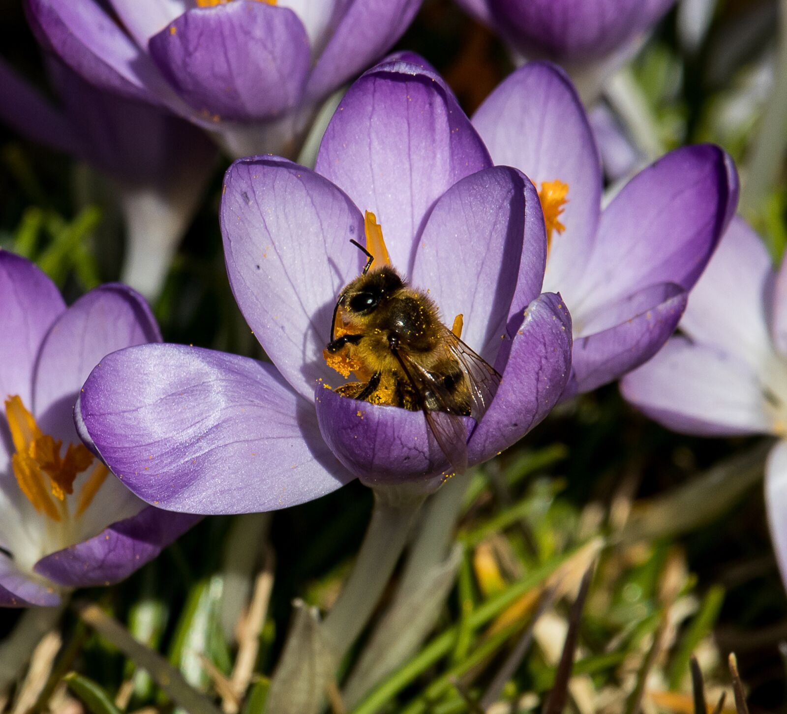 Canon EF-S 55-250mm F4-5.6 IS STM sample photo. Crocus, flower, spring flower photography