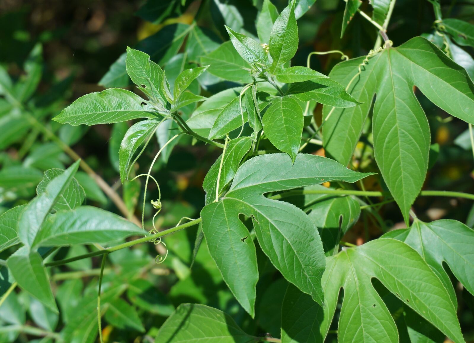 Sony Alpha NEX-5T sample photo. Passion flower vine, vine photography