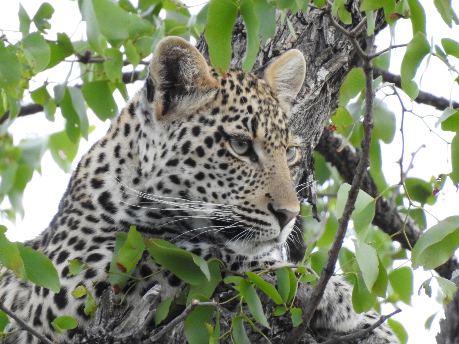 Nikon Coolpix P900 sample photo. Leopard, wild, animal photography