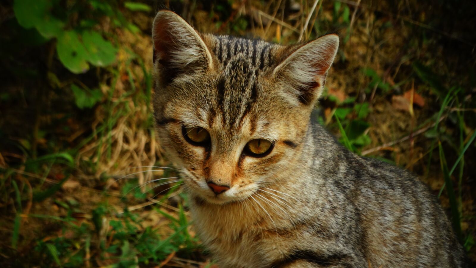 Sony Cyber-shot DSC-HX300 sample photo. Cat, kitten, pet photography