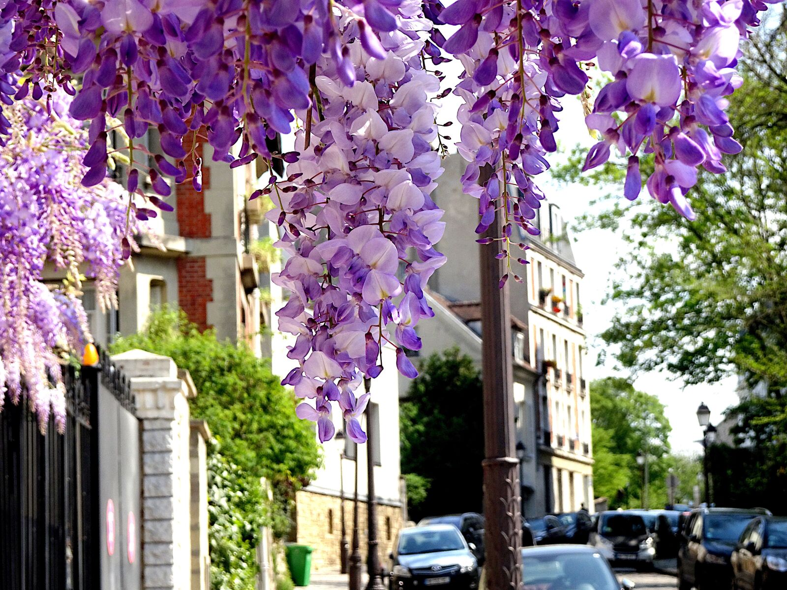 Sony Cyber-shot DSC-HX90V sample photo. Glycine, wisteria sinensis, climbing photography